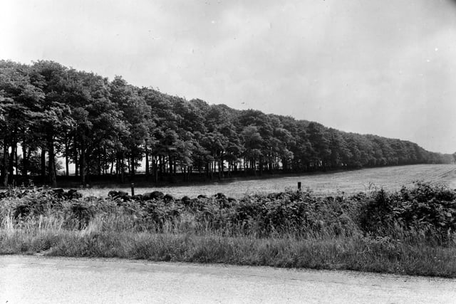 Eccup Lane in July 1951 looking across a field towards King Lane, at the other side of a line of trees. Five Lane Ends is off the picture to the left.