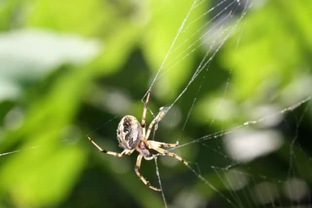 Missing sector orb spider can also be found in many homes (photo: Adobe)