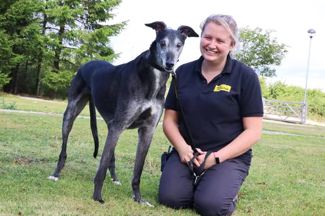Eccles is a super sweet 11 year old Ex-Racing Greyhound who recently arrived at the centre. He is a very calm natured dog who likes a quiet and peaceful life. He loves snoozing on his bed and going for short potters.
He’d love a new home with adopters who have a secure garden for him to relax in. Kids over 16 will be fine and he could possibly share with another similarly calm dog.