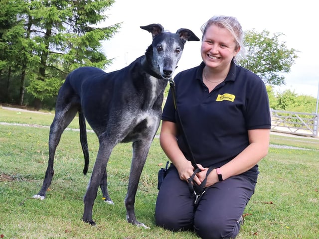 Eccles is a super sweet 11 year old Ex-Racing Greyhound who recently arrived at the centre. He is a very calm natured dog who likes a quiet and peaceful life. He loves snoozing on his bed and going for short potters.
He’d love a new home with adopters who have a secure garden for him to relax in. Kids over 16 will be fine and he could possibly share with another similarly calm dog.