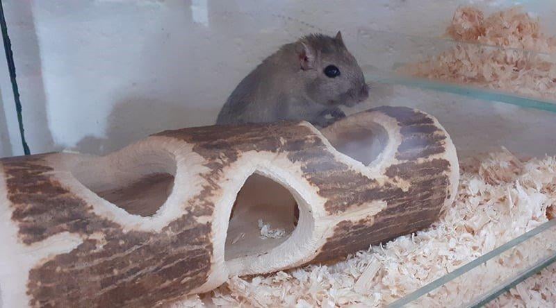 Jaffa is a curious gerbil who loves to dig tunnels and explore. He enjoys an empty toilet roll tube to chew up. He is looking for a large gerbilarium to live in with plenty of enrichment.