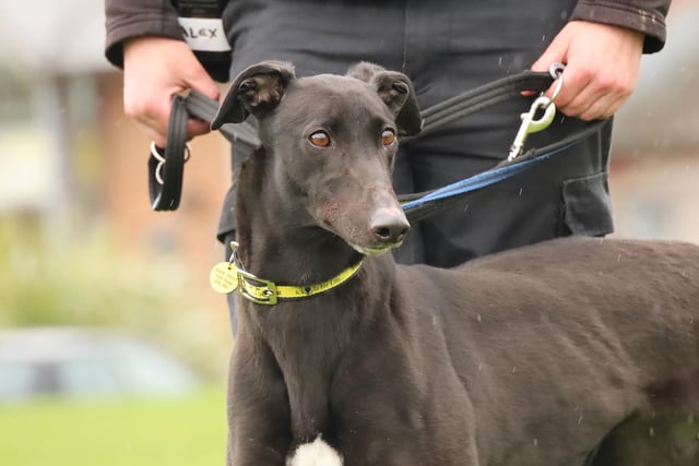 Tammy is a stunning five-year-old Greyhound who is looking for a new home. She likes a peaceful life so although young children won't suit her, calm high-school aged kids should be fine. She'll need a secure garden to give her somewhere to enjoy her off-lead zoomies! She is fine around other dogs and could possibly share her home with another similarly relaxed doggy pal.
Tammy is a very sweet girl and likes a quiet life. She'll really suit anyone who is looking for a calm dog to enjoy lots of sofa snuggles with! Although she may need a little refresher as she settles into a new home, she's got a history of being housetrained.