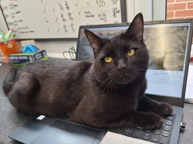 Two-year-old Nigel, a Domestic Short Hair, has had a difficult time recently. Before moving into the centre, he lived on the streets and someone even put him into a wheelie bin. Luckily, he was found and has come a long way since then. The young kitten has a huge character, loves being around people and adores playing with his toys. He would suit a new home where he would be given time to settle.