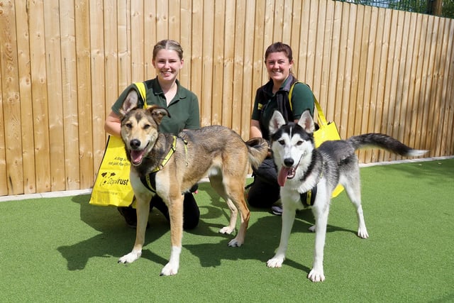 Good luck Dusky and Socks! 
Dusky the Husky and her best friend Socks, who we met last week, have since been adopted! They packed their bags and had one last play session with their favourite handlers and are now settling into their new home together. We’re so happy for them.