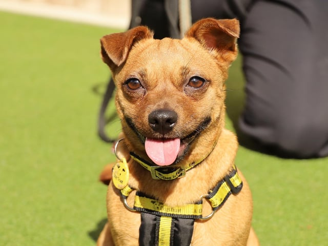 Otter is a super cute 1yr old Pug Cross. She's really not keen on other dogs so won't be able to share her home with any other pets and will be best walked in quieter areas. She struggles to keep her paws on the ground so won't suit young children, but confident secondary school aged kids should be fine. A secure garden will help with her housetraining. Otter is lots of fun and friendly with people she meets. She is super foody which will help with her ongoing training.