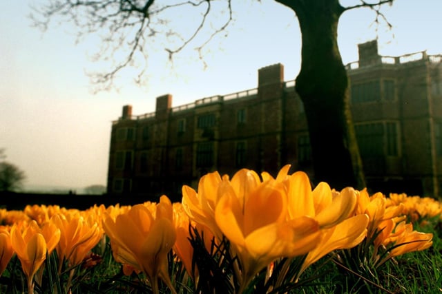 Spring in the air.... as the  flowering crocus  burst into bloom  in front of Temple Newsam House in March 1997.