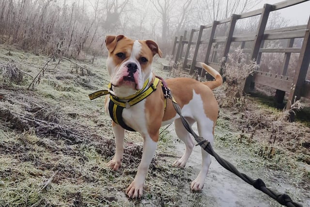 The recent frosty weather has created some beautiful wintry scenes which the rescue centre dogs have enjoyed exploring. Here’s Destiny, a two-year-old Bulldog, who is currently looking for her forever home. She loves her walkies so will need active adopters who will be happy to take her on plenty of outdoor adventures, whatever the weather!