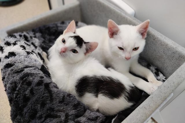 Emma and Ellen arrived at the centre in a terrible state as a result of being left abandoned in a box with their mum, but they are happy and healthy now thanks to the care of the team. Aged around three months old, these domestic short hair kittens would love a calmer and quieter home.