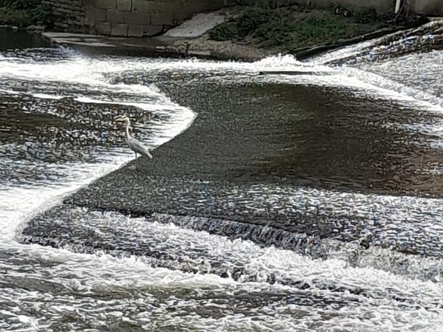 Maureen Adams said: "The River Aire at Saltaire."