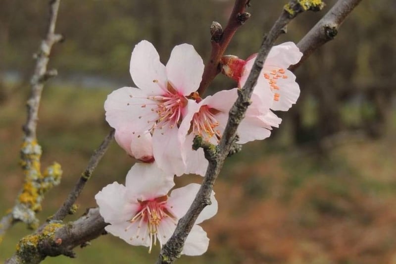 Sarah Blackham, said: "Blossom taken yesterday in the few small hours of sun in the morning."