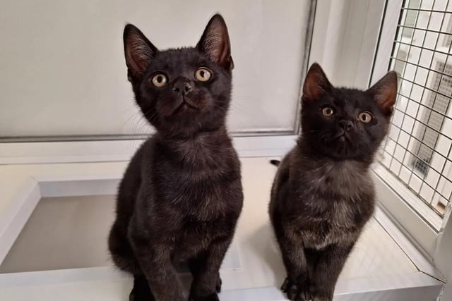 Three-month-old Jack and Dave would keep anyone entertained all day long. They are easily distracted and love to chase toys, as well as enjoying watching the world go by. They would suit a family that could keep them entertained and teach them about the great outdoors when they're old enough.