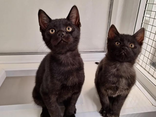 Three-month-old Jack and Dave would keep anyone entertained all day long. They are easily distracted and love to chase toys, as well as enjoying watching the world go by. They would suit a family that could keep them entertained and teach them about the great outdoors when they're old enough.