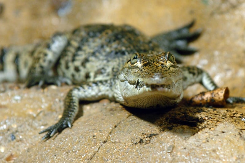 A morelet crocodile in 2009. Their enclosure had to be cleaned out last year after some visitors threw coins into the water, something that could put the lives of the reptiles at risk.