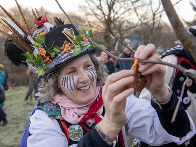 Pam Leach of Wharfedale Wayzgoose Border Morris hangs toast in the fruit trees at the 5th Wassail held at the Otley Chevin Orchard Project (near the White House) above Otley on Saturday. Photograph by Tony Johnson.  10th January 2026.
