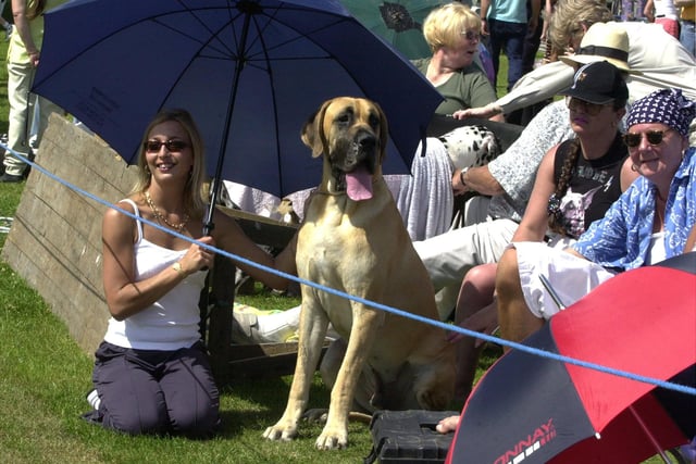 Jacqueline Ashby keeping her Great Dane Harvey cool during the Leeds Championship Dog Show in the grounds of Harewood House, Harewood, on Saturday, July 28, 2001.
