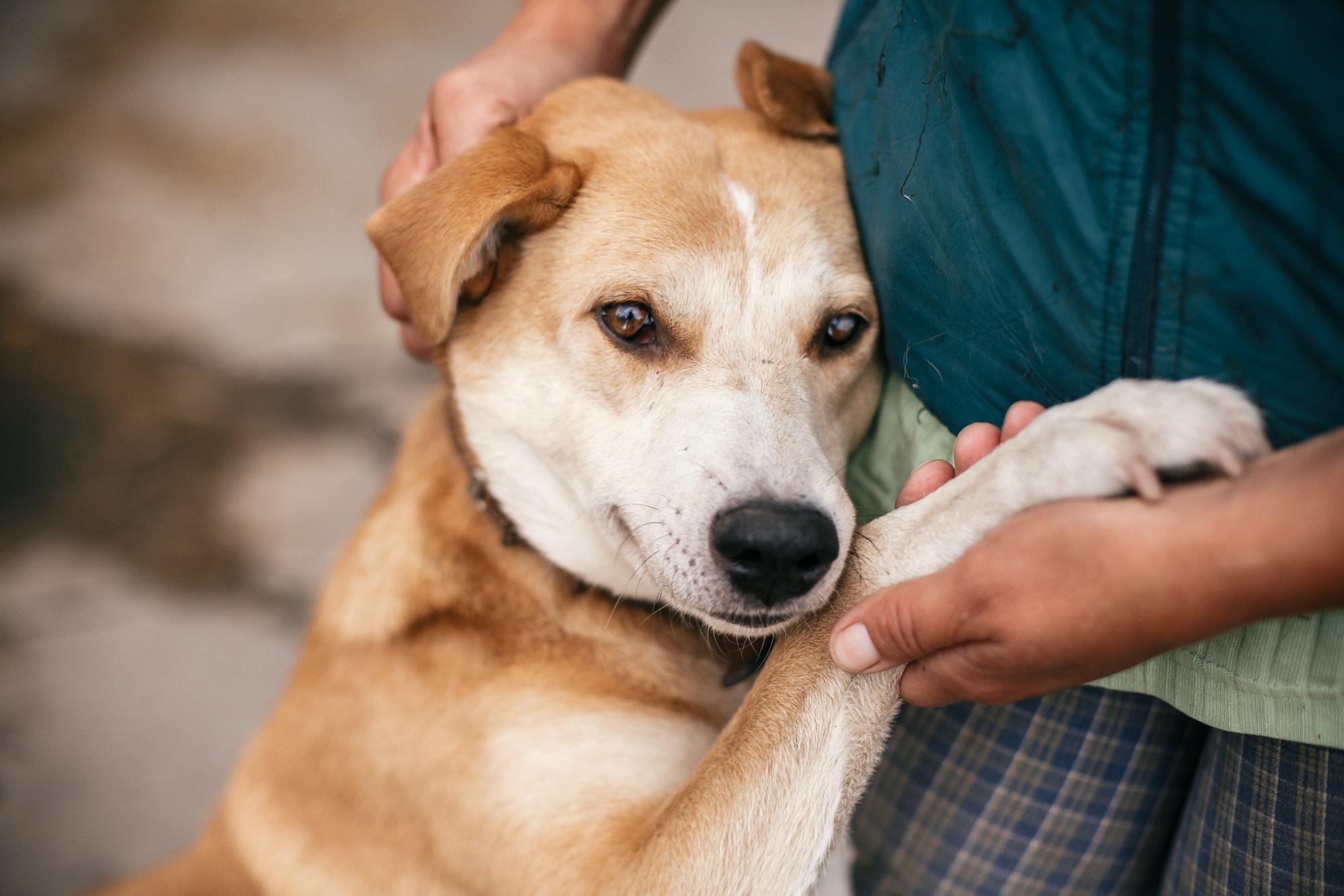 5 dog rescue homes near Leeds centres where you can adopt
