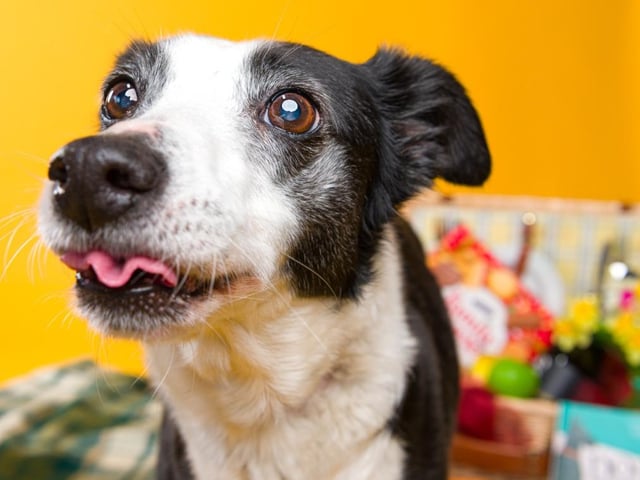 11-year-old Meg is a Border Collie X who is ready to find her forever home where she can enjoy a quieter pace of life surrounded by people who adore her. She is looking for A calm, loving home with people around most of the day that will give her plenty of companionship and cuddles.