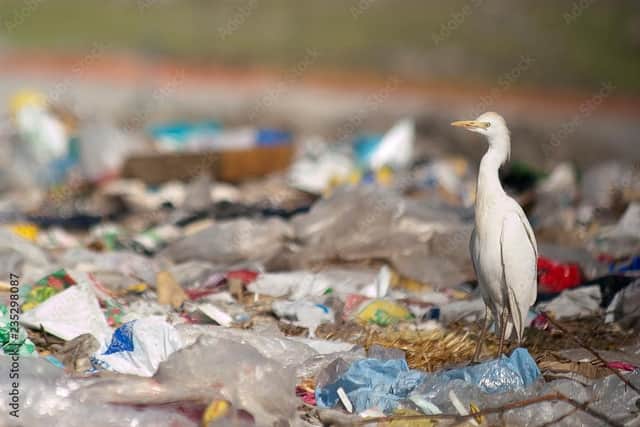 Cattle Egret (Bubulcus ibis) looking for food in the trash
