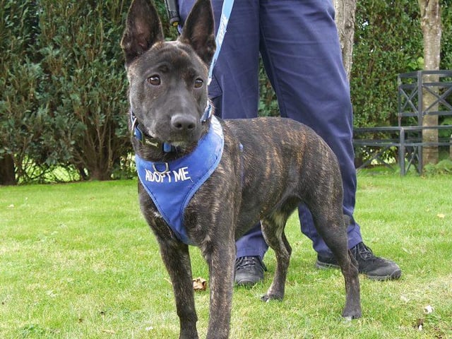 Meet Coco, a 10-months-old female German Shepherd cross Staffordshire Bull Terrier. She is a really sweet girl who needs an experienced family who has the time and energy for training. She has bounds of energy and becomes bored easily if not channelled in the correct way.
Coco loves company and needs to be on the go all of the time, making her a fun, loving companion. She is playful and extremely sociable, Coco loves her walks and is looking for an active family. She may live with dogs but cannot live with cats
She may live with secondary school age children.
To adopt Coco see: https://rspca-radcliffe.org.uk/animal/coco/