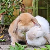 Becky Claire Norris said: "Spud and Flopsy, they are Mini Lops."