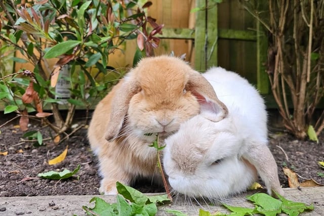 Becky Claire Norris said: "Spud and Flopsy, they are Mini Lops."
