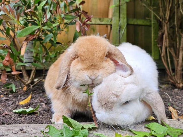Becky Claire Norris said: "Spud and Flopsy, they are Mini Lops."