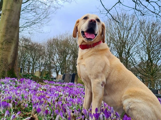 Amy Gibson said: "My boy just loves a photo - he is just beautiful."
