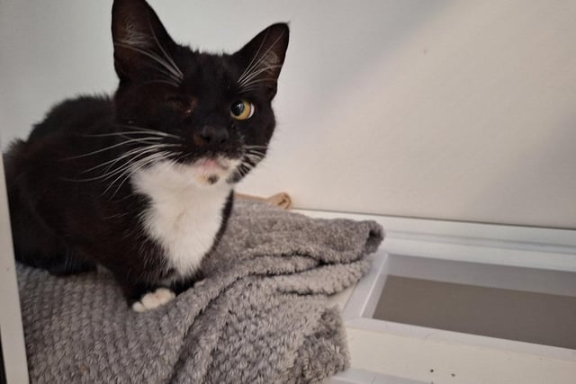 Bob is missing an eye, but the RSPCA team think he was born without it so he has adapted well. He is very affectionate and likes to be in the company of others - he'll happily sit on your lap.