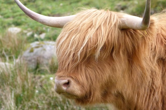 This Highland cow knows his good angles.