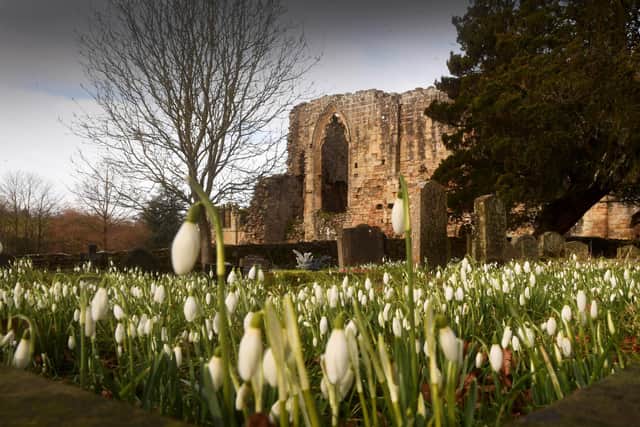 Snowdrops in bloom at Easby Abbey, Richmond. Picture taken by Yorkshire Post Photographer Simon Hulme.