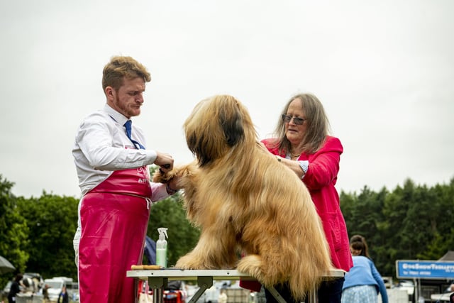Michael Craig  and Jenny Snelling comb a briard on the first day at Leeds Championship Dog Show at Harewood House.