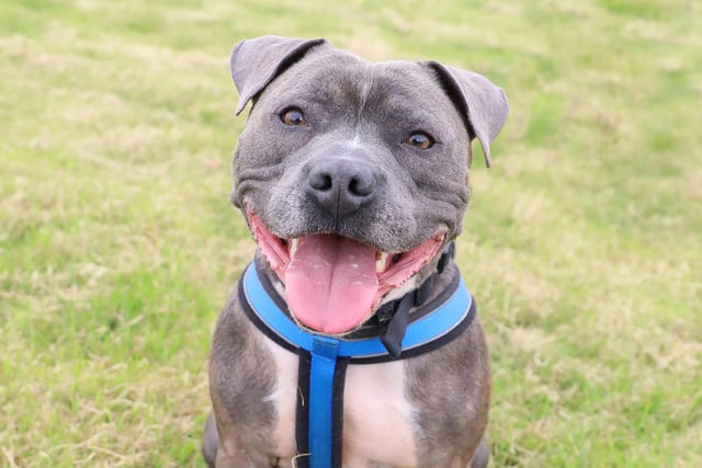 Jax is a super fun 4yr old Staffy who is full of beans! He doesn't like to share so needs to be the only pet in his home but would enjoy having walking buddies out and about. He likes a calm and quiet home as he's easily unsettled by noise, so we can only consider an adult home in a peaceful location. He'll also need a secure, private garden so he has somewhere to play off-lead, which he loves to do!
