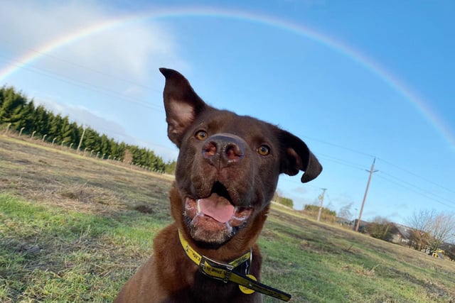 There didn’t seem to be a day without a beautiful rainbow appearing in early January and look who we found underneath one. It’s Rocket! He’s a fun and playful 5-year old Crossbreed who is always ready for the next adventure! He’d love to find a new home with adopters who will enjoy training as much as he does!