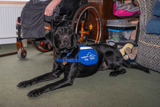 Support dog Gordon