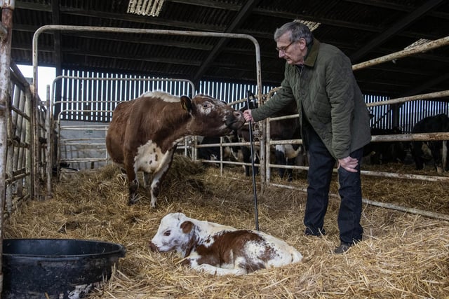 Dave Bradley watches over a new born Irish Moiled calf.