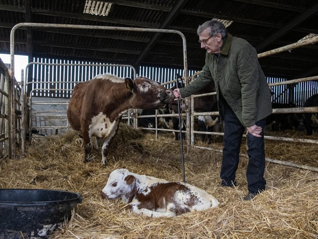 Dave Bradley watches over a new born Irish Moiled calf.