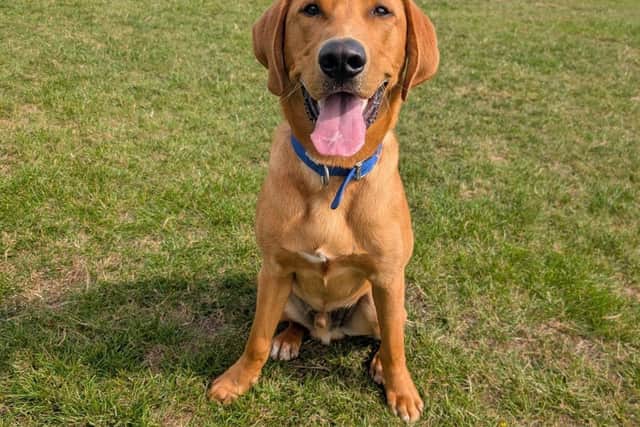 Enzo passed his six-month assessment
