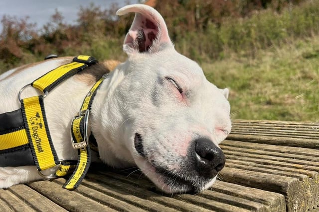 We spotted the adorable Rocky taking a snooze in the Autumn sunshine! He’d been out for an off-lead play session and whilst snuggling with his handler he nodded off!
He’s a 10-year-old Staffy and a real happy little chap! He’ll be fine with kids over 10 years old but he’s not looking to share with any other pets. If you’re looking for a sweet and playful boy to join your family, then Rocky might be your perfect match!