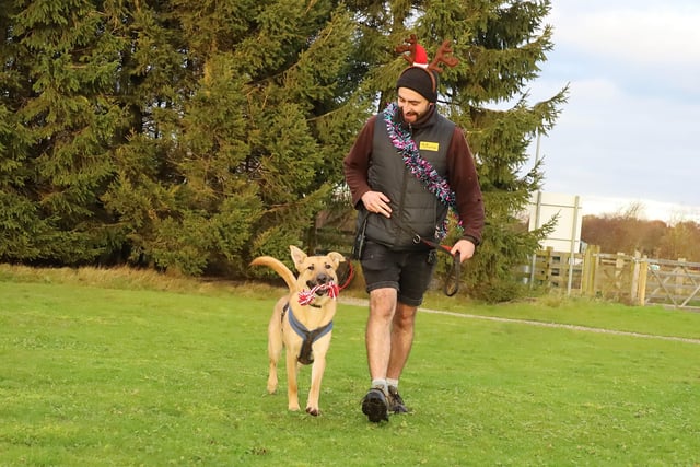 All of the dogs enjoyed a lovely Christmas walk, including one-year-old Belgian Malinois Crossbreed Atticus. He loves fuss and affection, but always prefers training over cuddles.