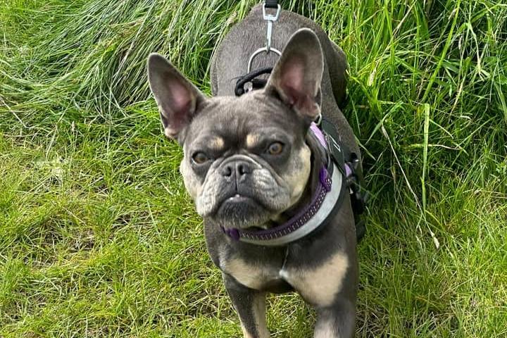 "Lexi our adorable Frenchie. Three in September."- Tracy Elliott