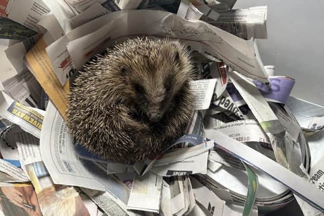Named Bailey after her rescuer, the hedgehog is now recovering after her ordeal.
