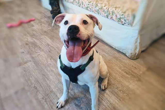 Zeus, a Staffie X, is a three-year-old bundle of energy and is looking for a family willing to offer unconditional love and keep up with his training. He can be unsure of other dogs so would suit a family that could help him feel comfortable when out on walks. Despite getting over excited at times, he loves a cuddle.