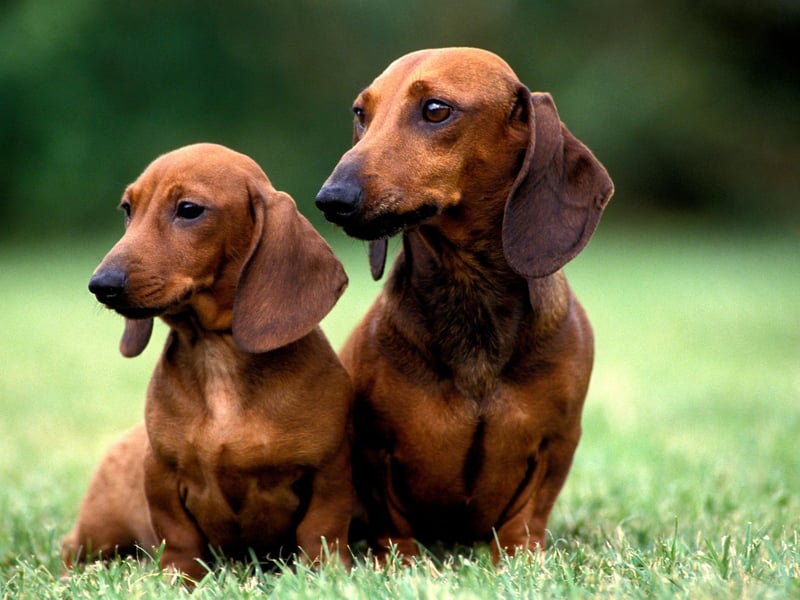 Intelligent, lively, courageous - the smooth haired Dachshund is an adorable breed of hound.