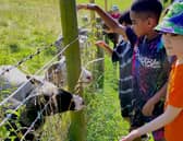 Sheep, rabbits, and alpacas, Meanwood Urban Valley Farm has got it all. First established in 1980, this city farm invites kids and adults alike to re-engage with nature.