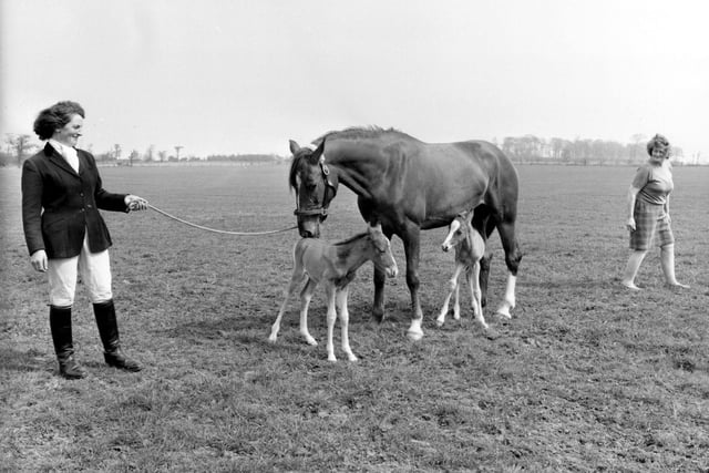 Halton in May 1970. Chestnut hunter, Monica owned by Joan Austin of Skelton Moor farm pictured with her twin fillies, Twin fillies, Twilight and Dawn.