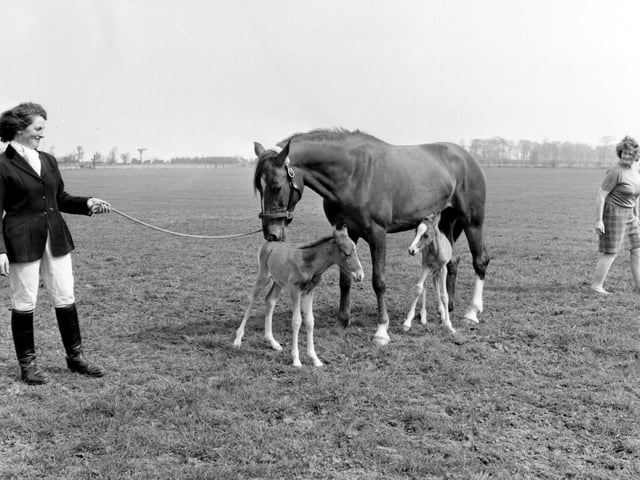 Halton in May 1970. Chestnut hunter, Monica owned by Joan Austin of Skelton Moor farm pictured with her twin fillies, Twin fillies, Twilight and Dawn.