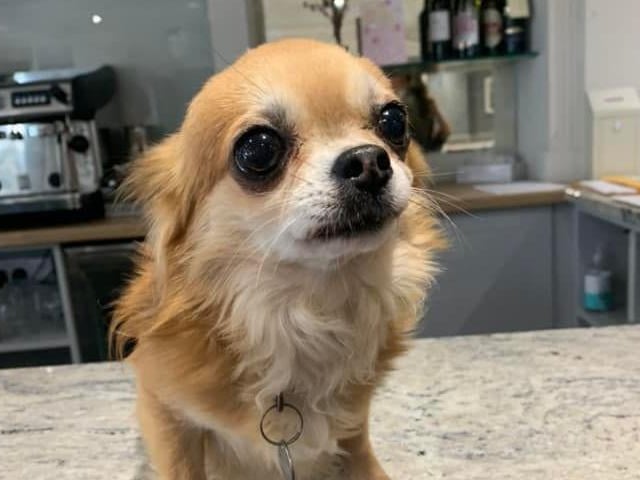Emma Muirhead shared this adorable photo of her dog Dudley.