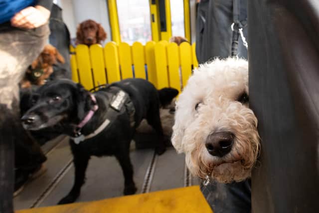 Billy's Bus, a dog walking service that has gone viral for its quirky method of transporting the dogs to their field