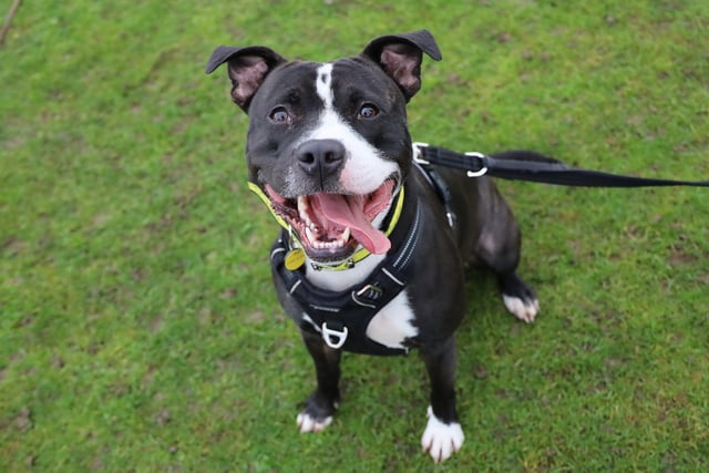 Harley is a gorgeous two-year-old Staffordshire Bull Terrier who, although hasn't had the best time recently, is full of love for his human friends. We've all fallen for him due to his handsome face and playful personality. He loves his training, particularly using his nose to sniff out scent trails or treats. He is already house trained and travels well in a car so would love to be taken for fun days out and holidays with his new family. If you love Staffies, then you will adore little Harley!