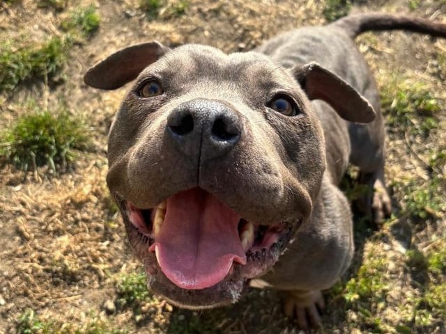 This lovely two-year-old Staffordshire Bull Terrier came into Branch care as a stray and had clearly been through some difficult experiences. She is looking for a patient and loving family who will give her time to settle and build trust and will commit to consistent, positive and ongoing training.